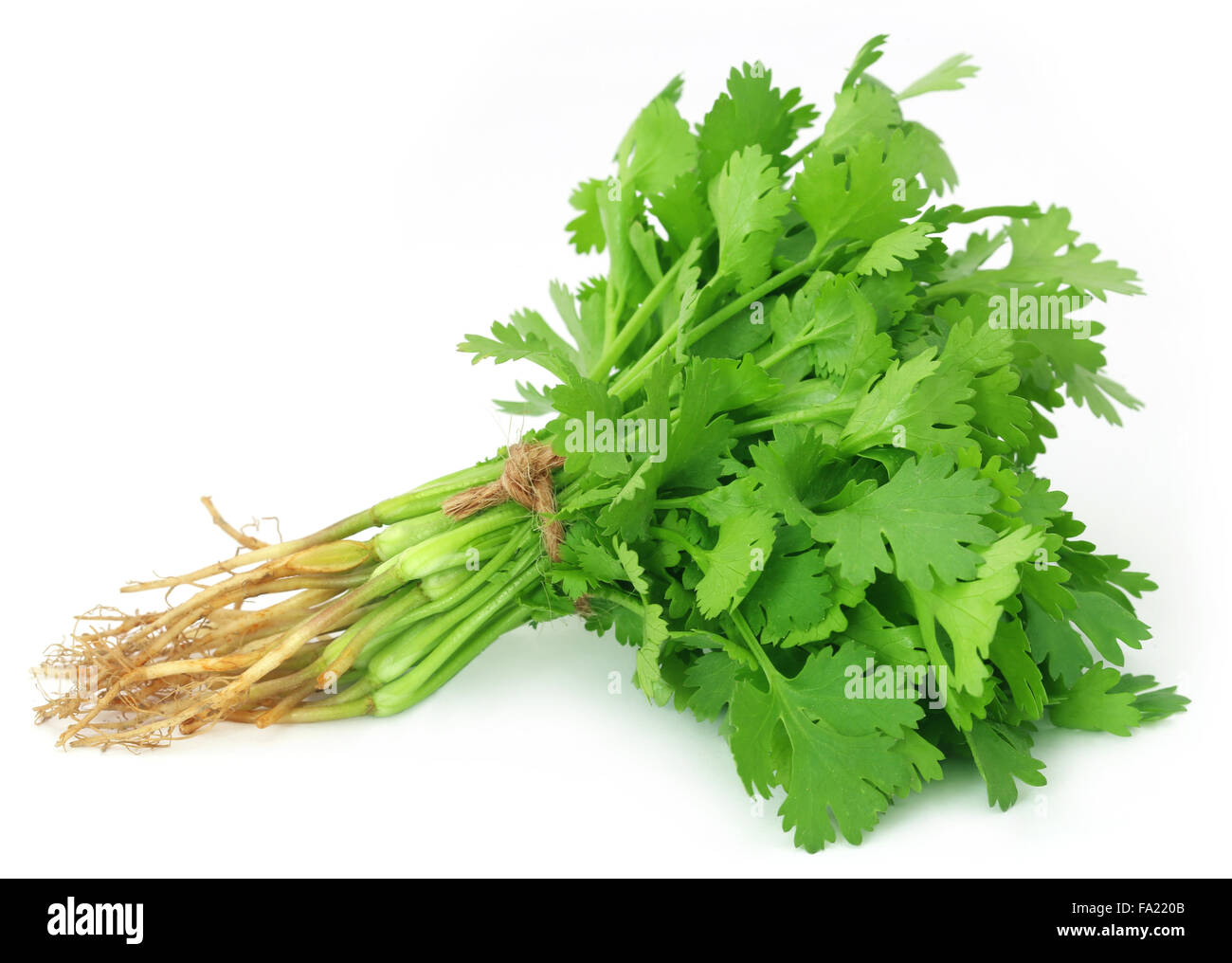 Coriander Leaves Bunch